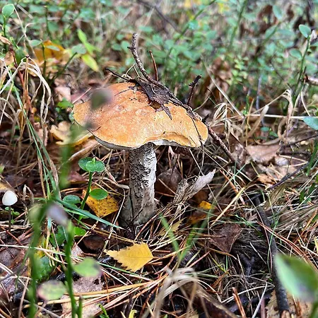 Pod Javorem Apartman Nová Bystřice